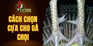 cách chọn cựa cho gà chọi hiệu quả