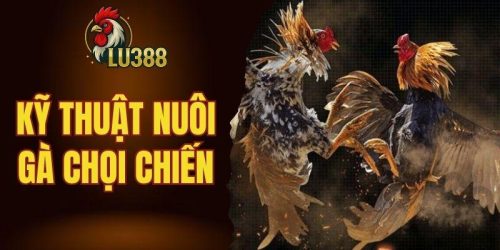 Kỹ thuật nuôi gà chọi chiến